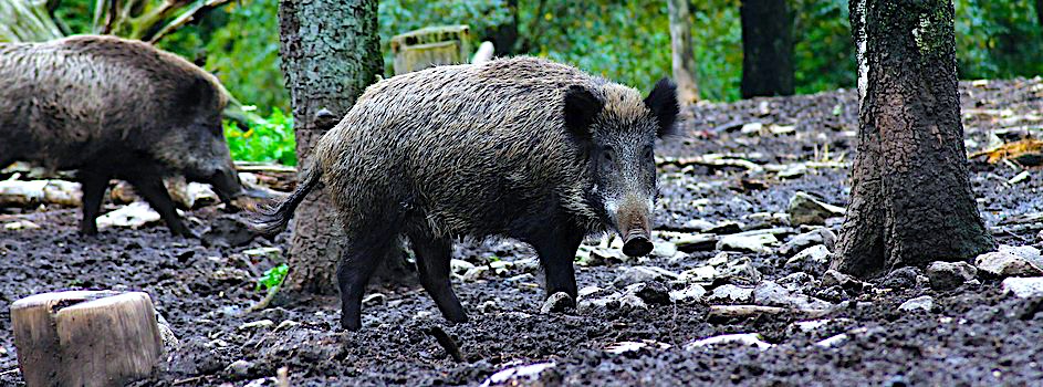 Komunikat Powiatowego Lekarza Weterynarii w sprawie afrykańskiego pomoru świń