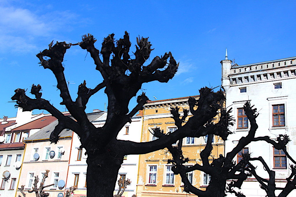 Kapitalny remont ziębickiego rynku – od dzisiaj
