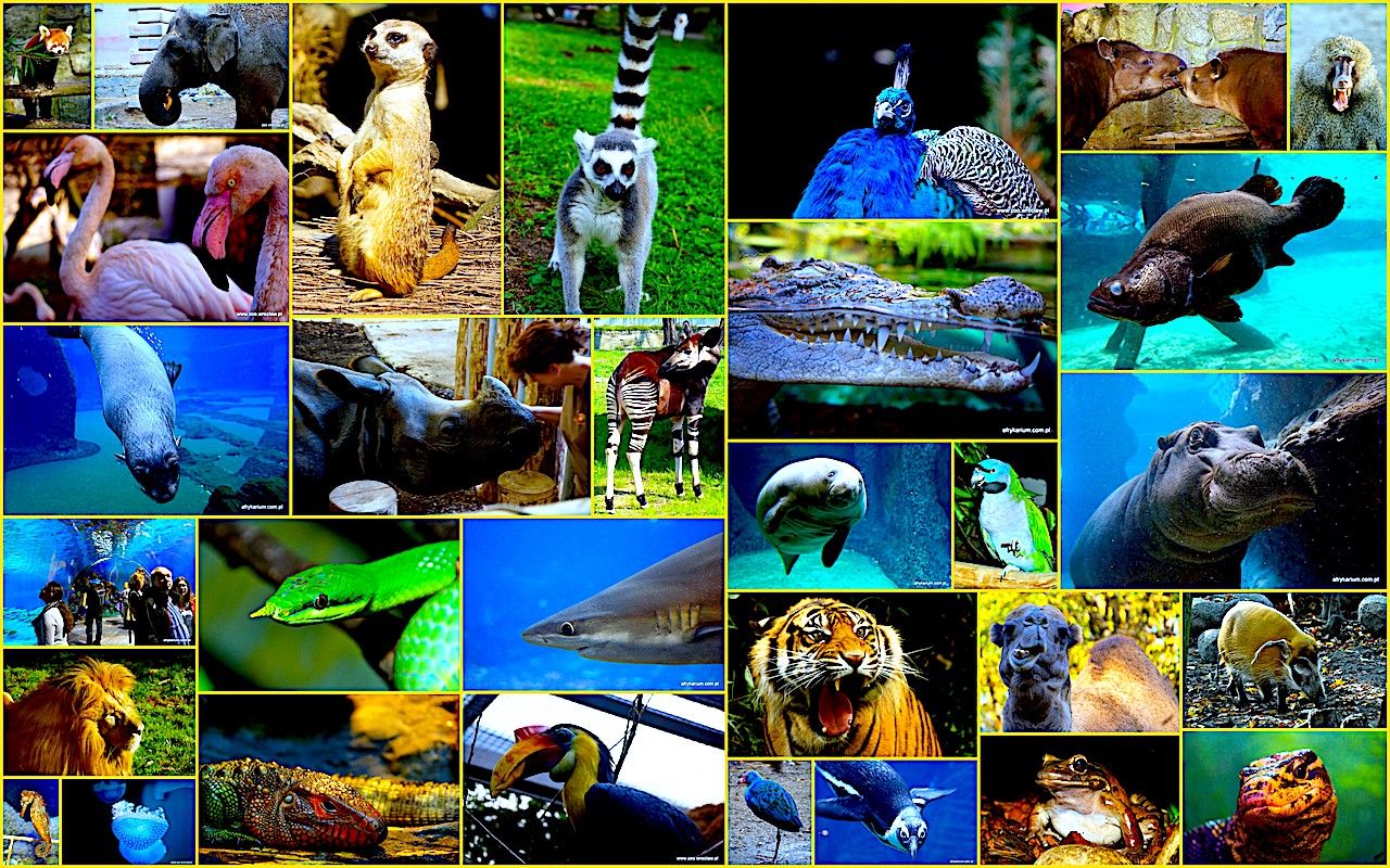 Nie ZOOstawiaj na potem – rusza sprzedaż biletów i kart rocznych do ZOO #biletnaprzyszłość