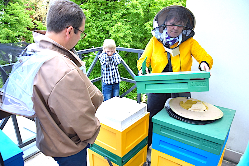 Hrabstwo miodem płynące – pszczoły zamieszkają w starostwie