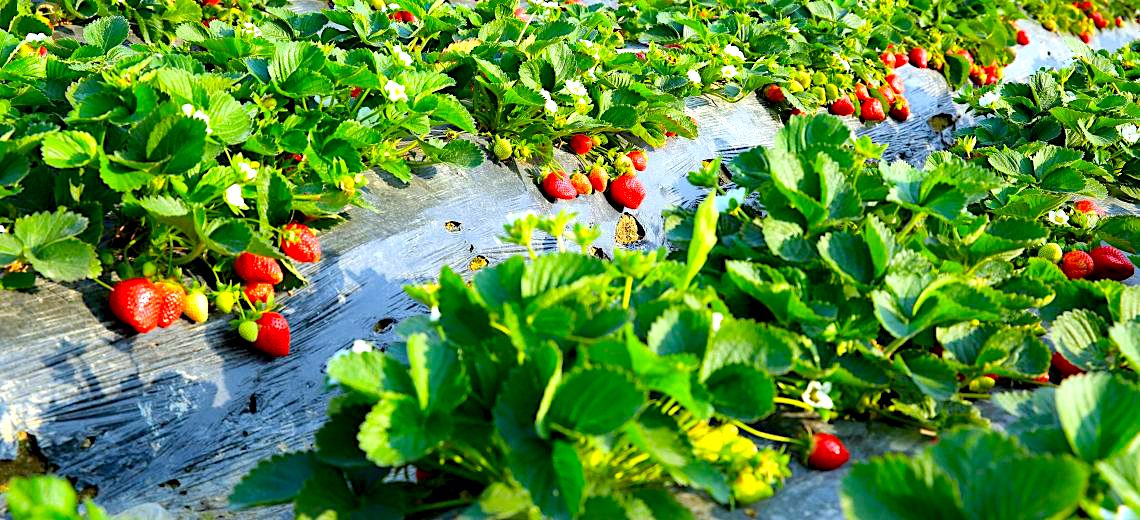 Wytyczne Ministerstwa Rolnictwa i Rozwoju Wsi oraz Głównego Inspektora Sanitarnego dla producentów rolnych