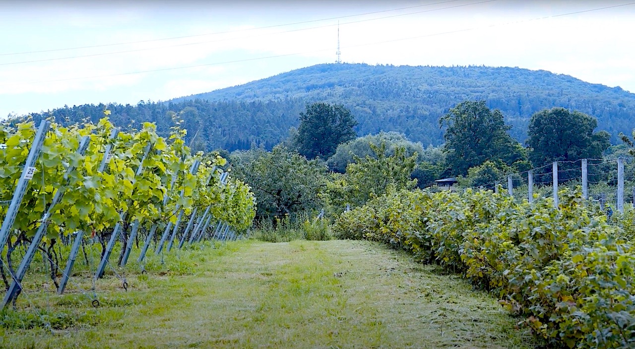 Dobre wino z Sobótki – przekonaj się osobiście i #OdkryjDolnyŚląsk” [VIDEO]