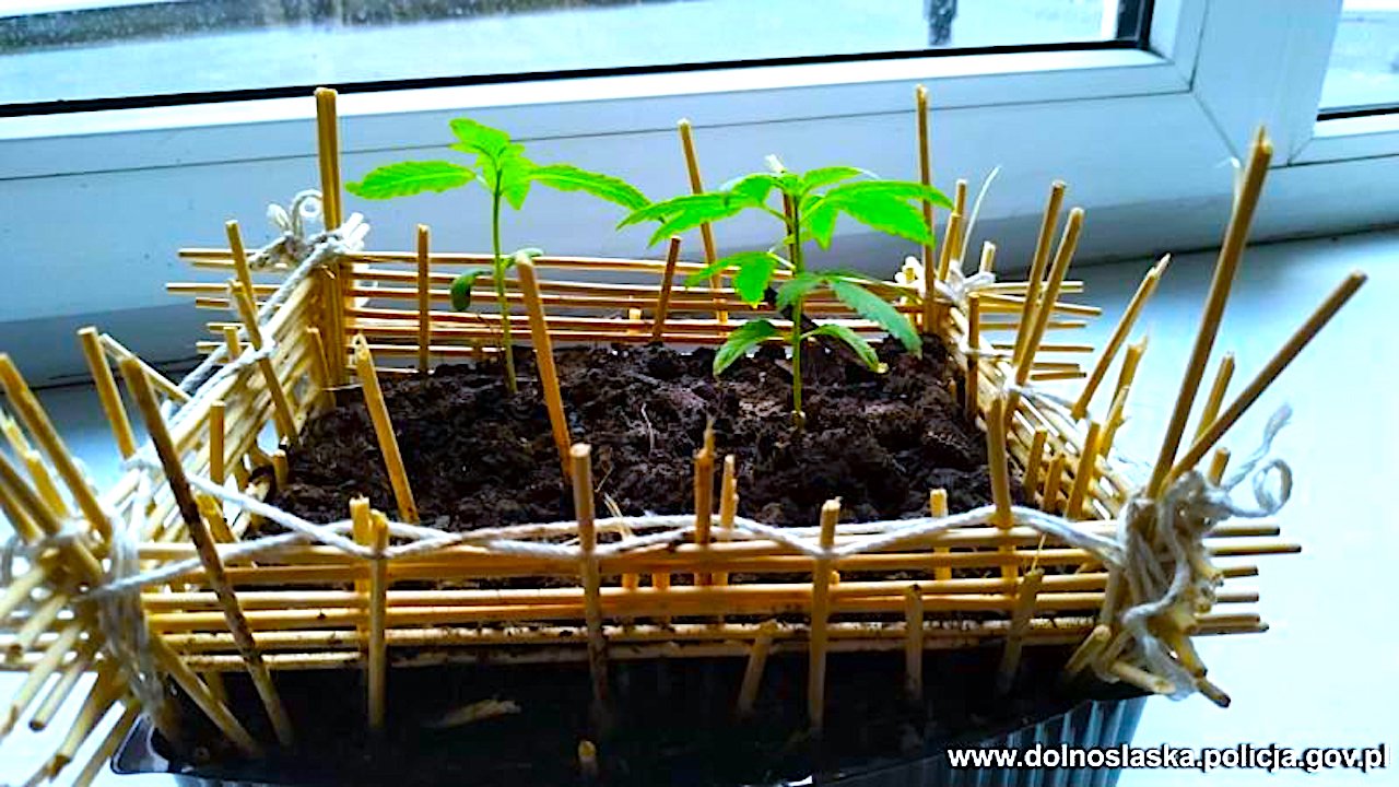 Nie ma przypadków – tym razem zbieg okoliczności doprowadził do przecięcia narkotykowego dilera