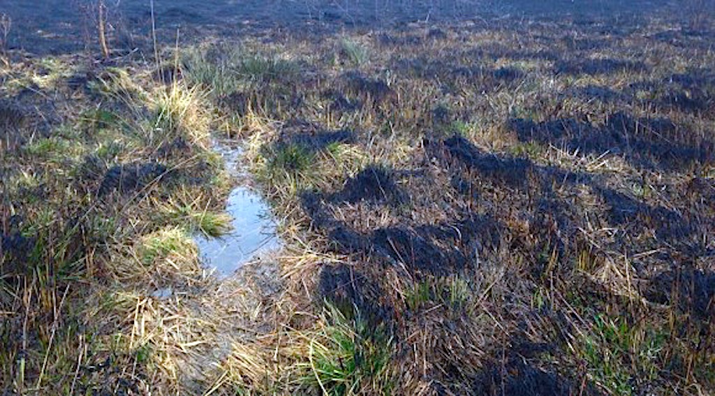 Apel o niewypalanie traw i innych odpadów organicznych