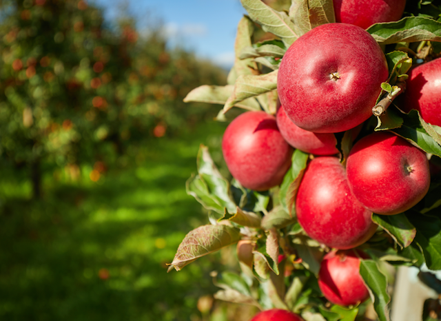 Owoce i warzywa – czy pamiętamy o nich na co dzień?