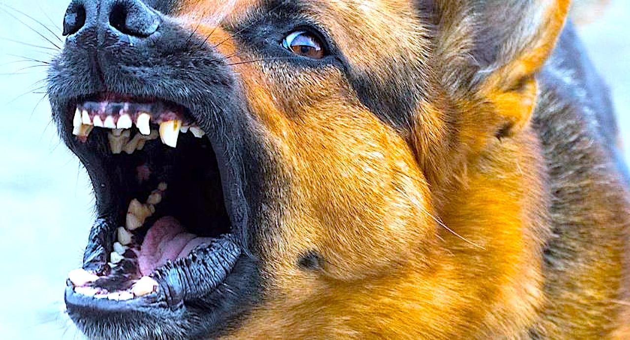 Pies pogryzł dziecko – właściciele czworonogów odpowiadają za swoje zwierzęta