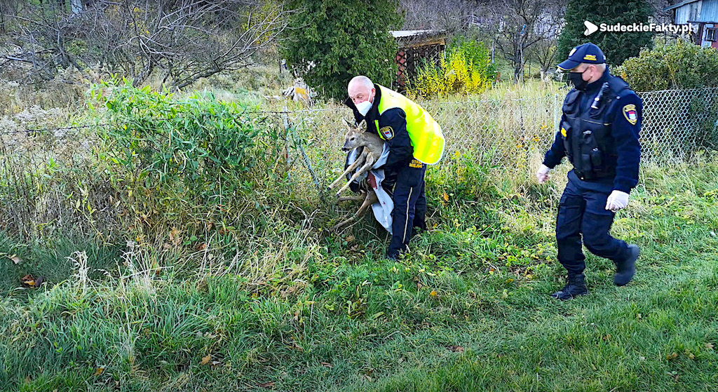 „Czułem jak łomotało jej serce” – sarenka uratowana przez strażników miejskich w Bielawie [VIDEO]