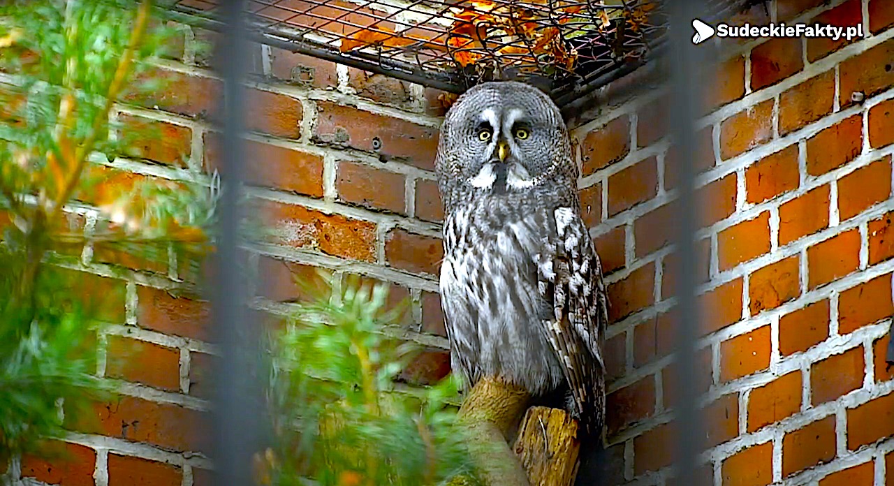 Wybierz się do wrocławskiego ZOO – naprawdę warto [VIDEO]