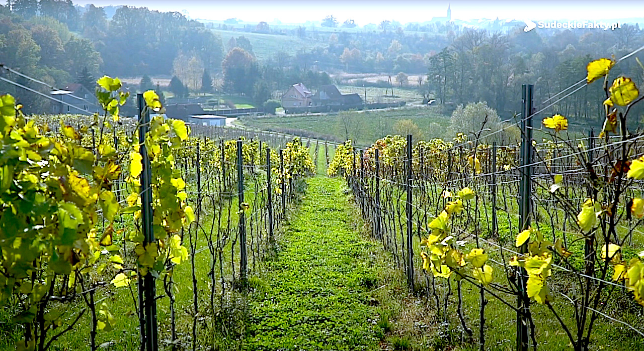 „Życie jest za krótkie, żeby pić marne wino” – dlatego wybierz się do Winnicy Niemczańskiej [VIDEO]