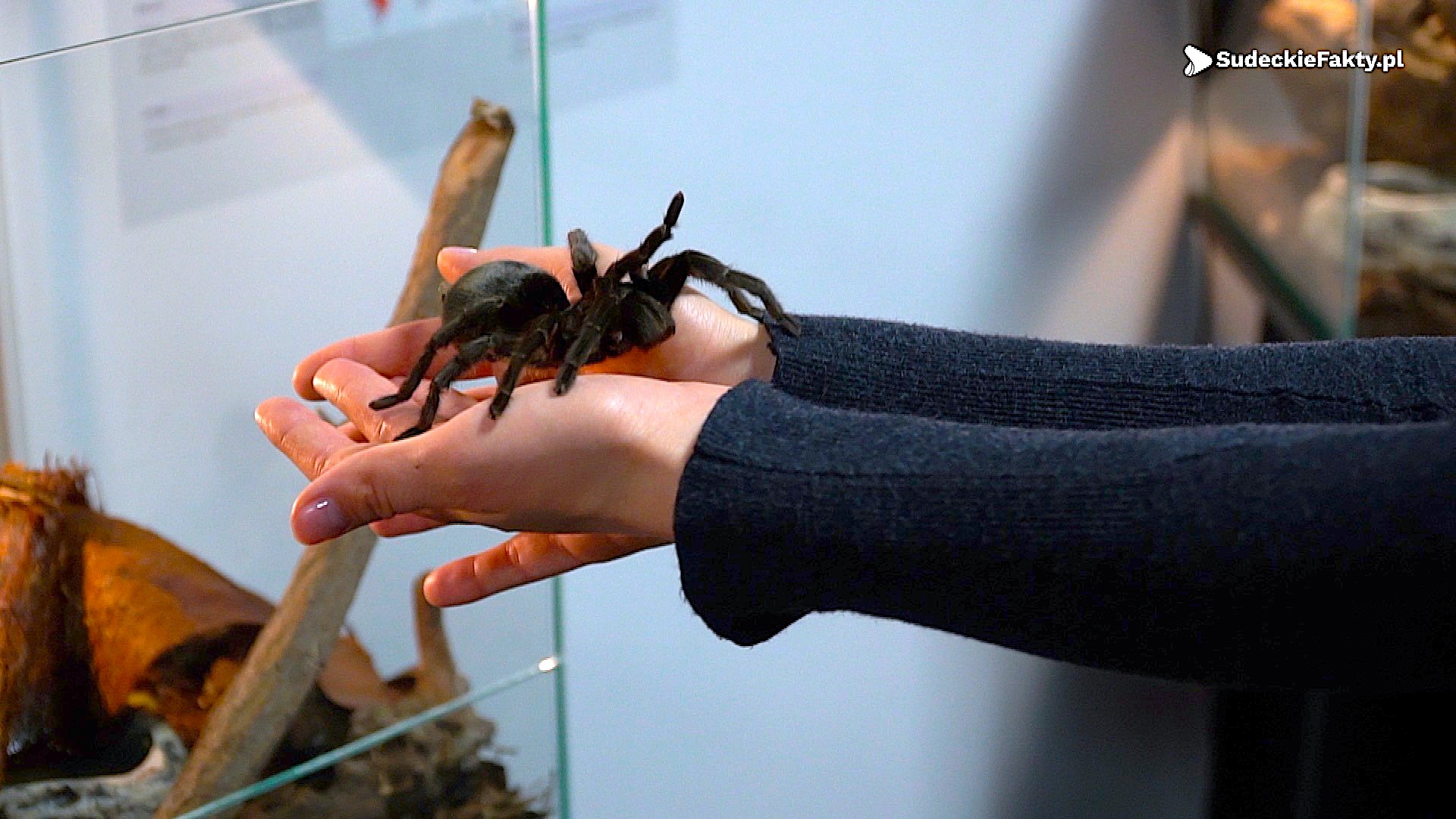 Bardzo sympatyczne straszne pajączki – zobacz je na własne oczy [VIDEO]