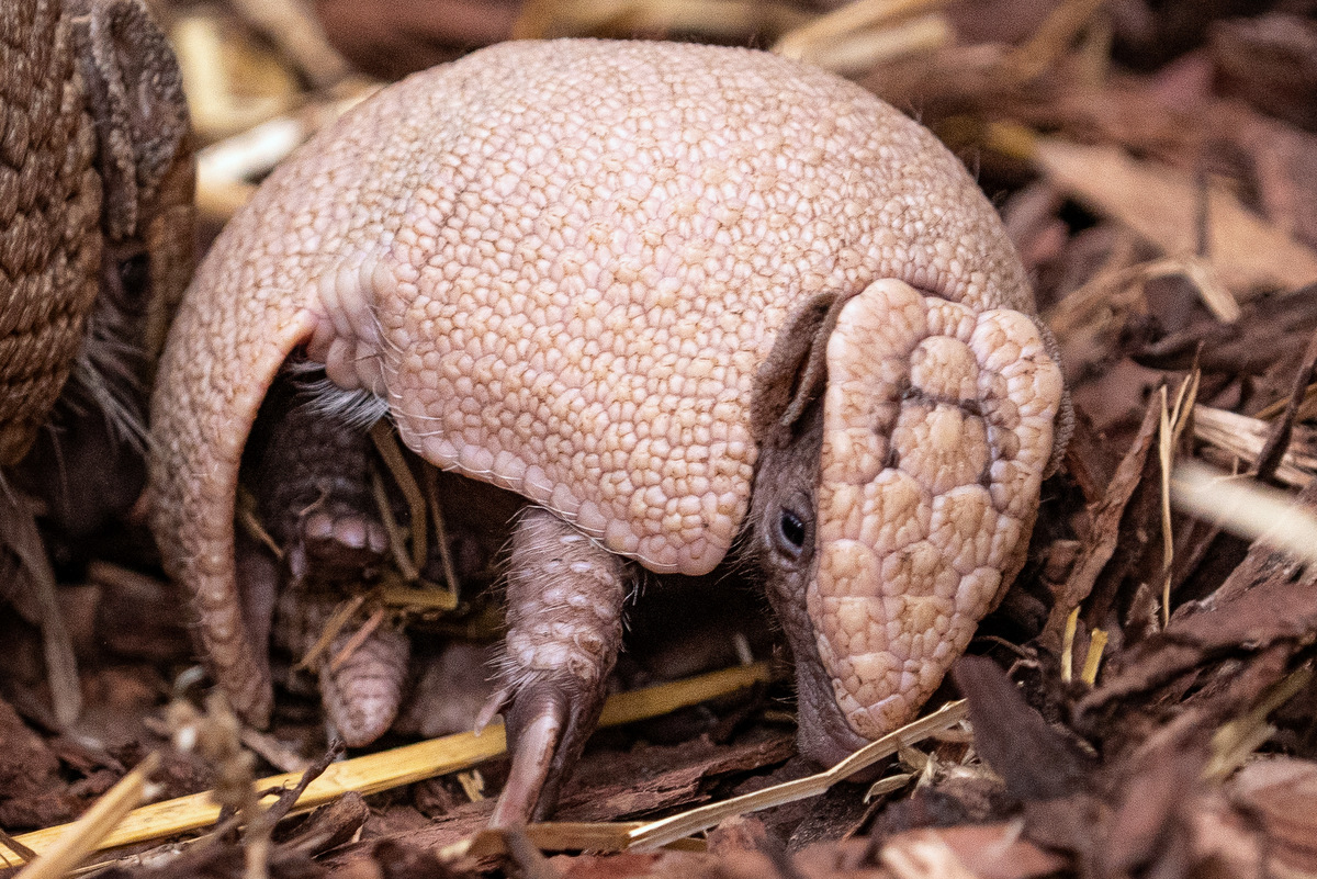 Mały pancernik południowy czeka na swoje imię – to jeden z zagrożonych gatunków