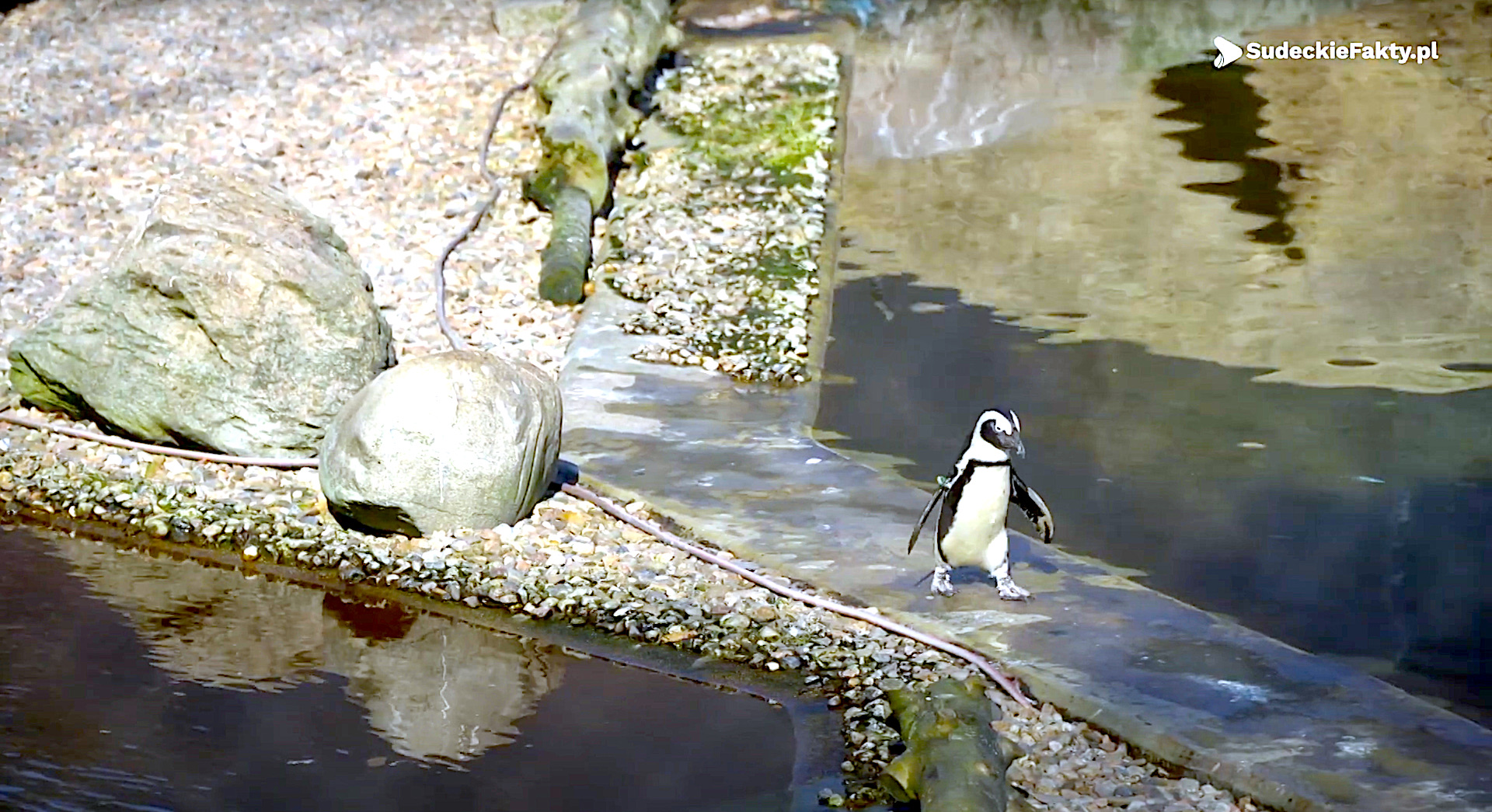Wrocławskie ZOO i Fundacja DODO na ratunek pingwinom [VIDEO]