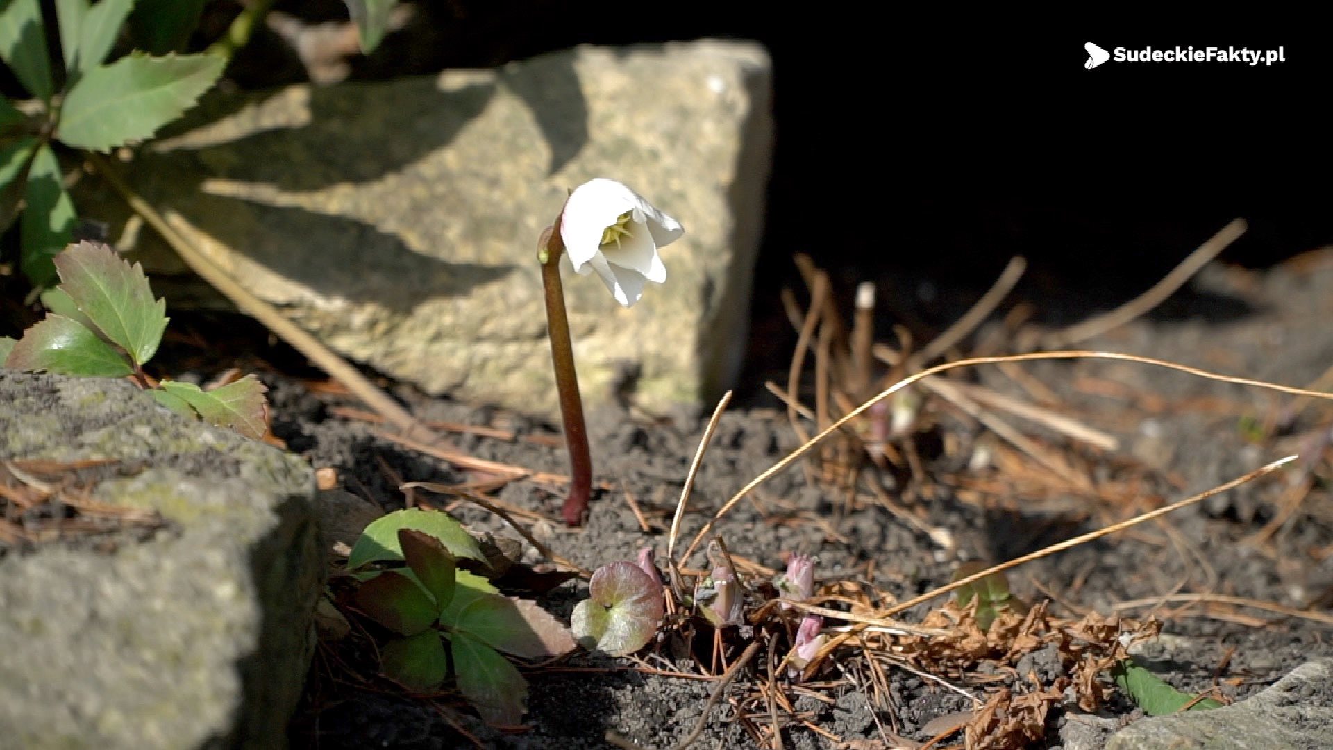 Wrocławska wiosna już się zaczyna! [VIDEO]