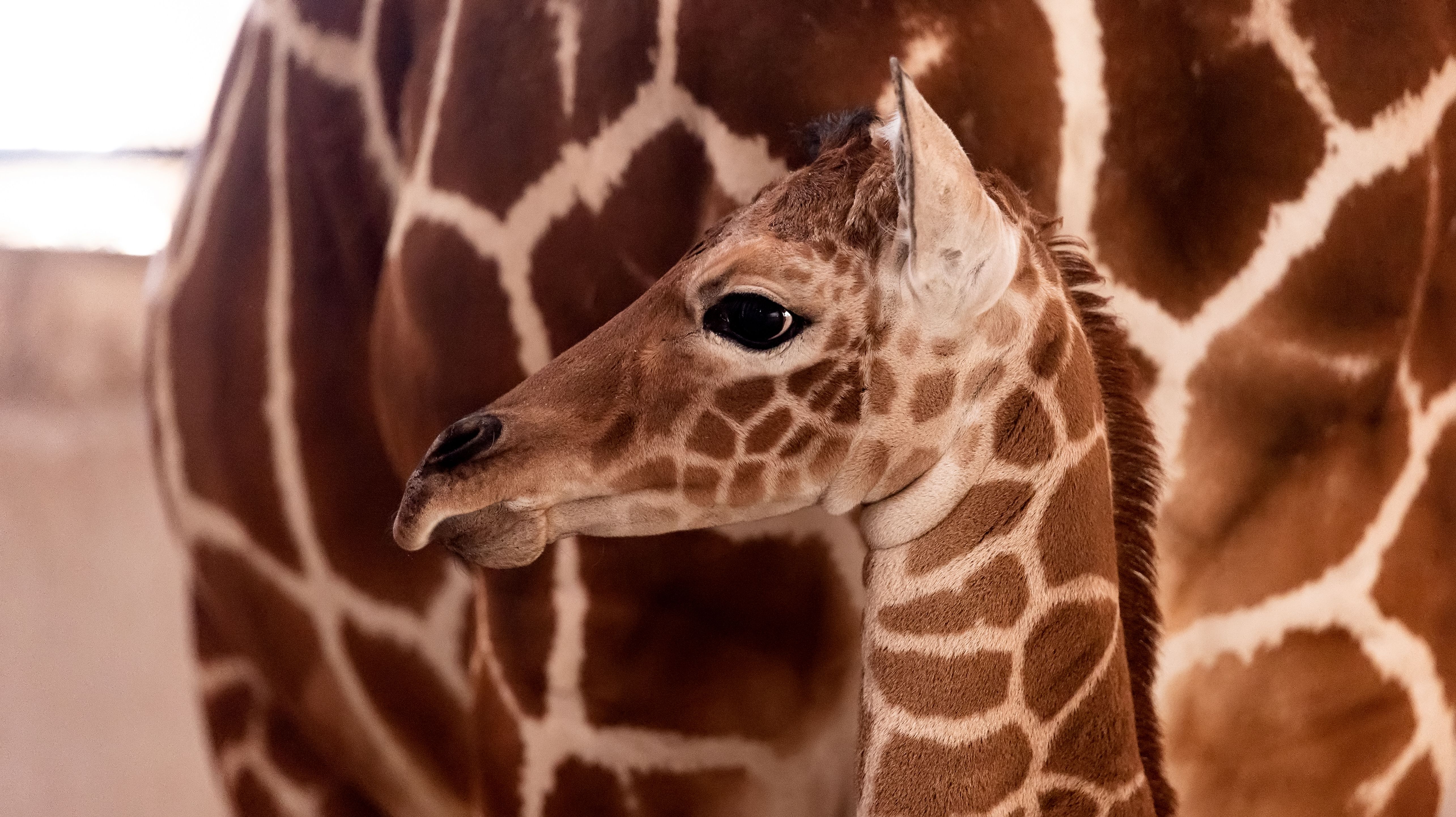 Kolejne narodziny w ZOO – mała żyrafa siatkowana otrzymała imię Inuki