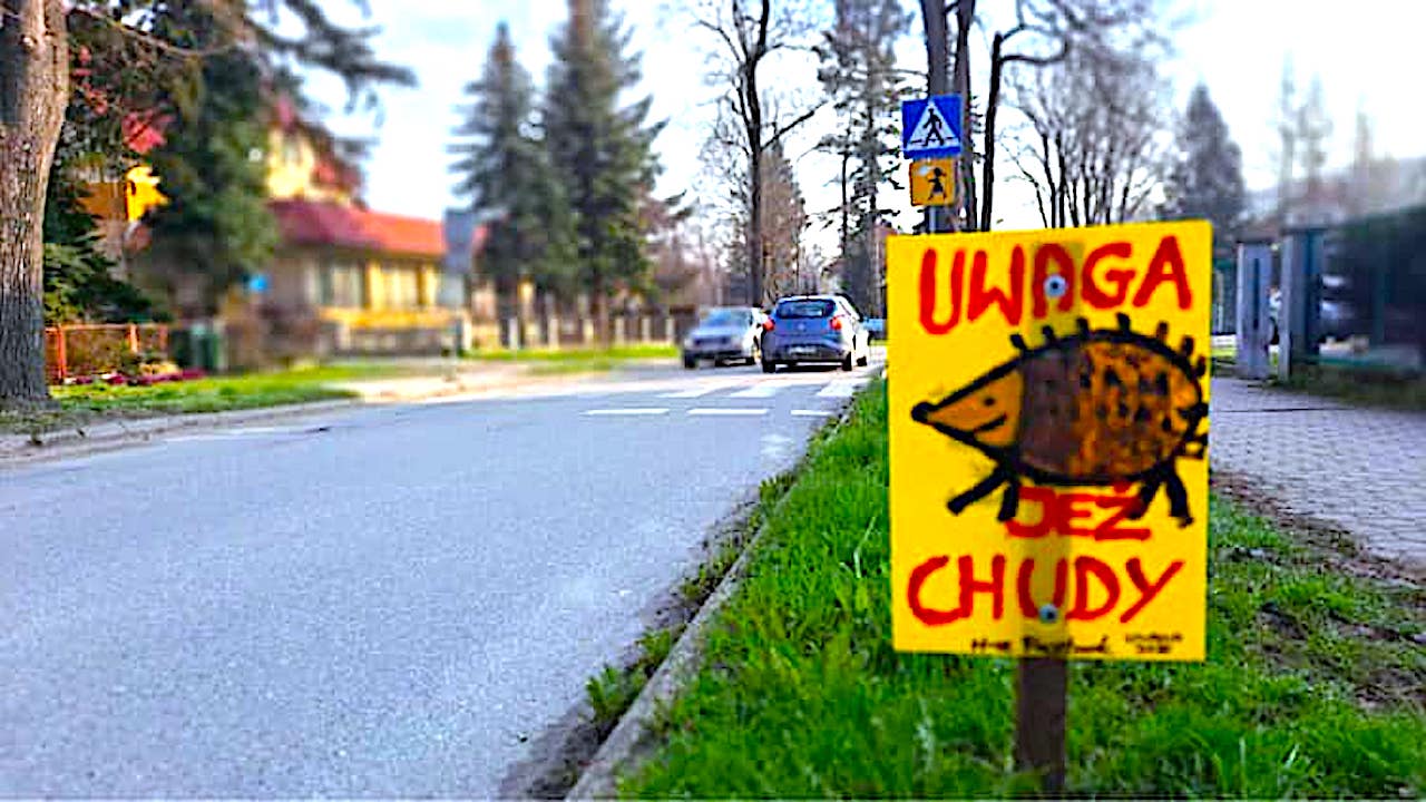 Uwaga na jeże! Polanica-Zdrój ratuje zwierzęta!