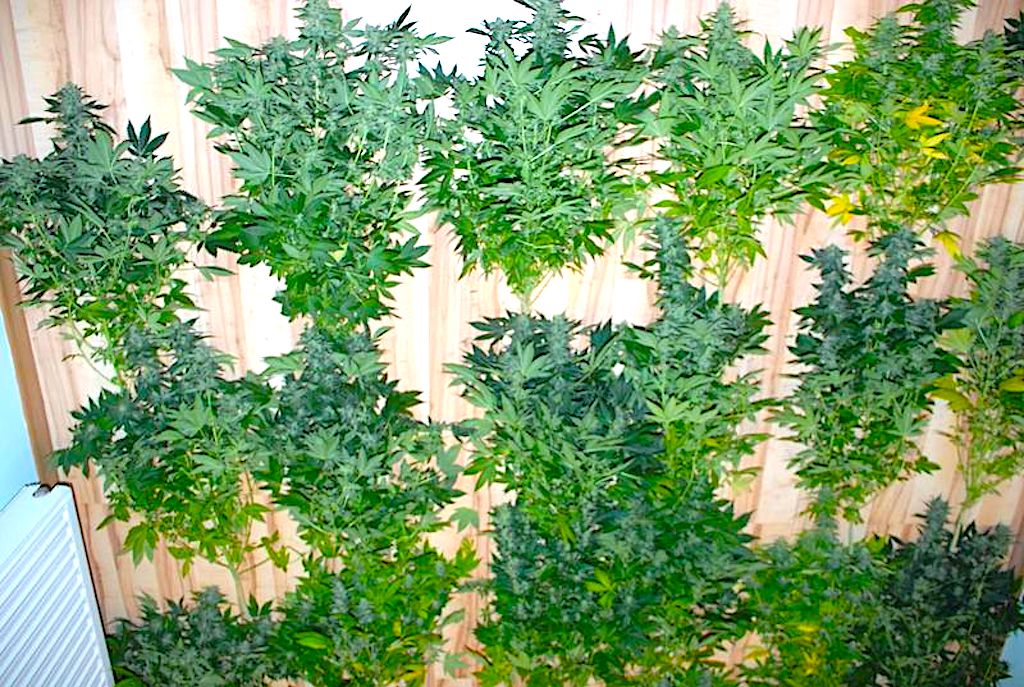 Handel narkotykami i kradzieże – sprawcy zatrzymani i czekają na osąd