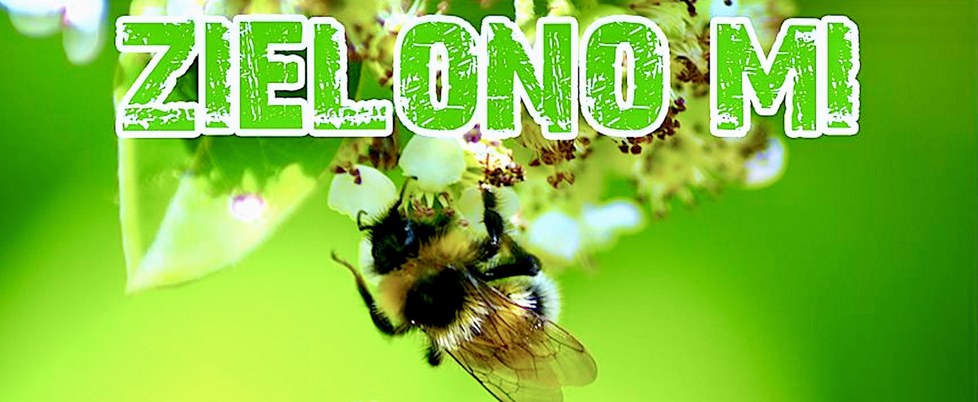 „Zielono Mi!” w Wałbrzychu – ruszamy na ratunek pszczołom i innym owadom