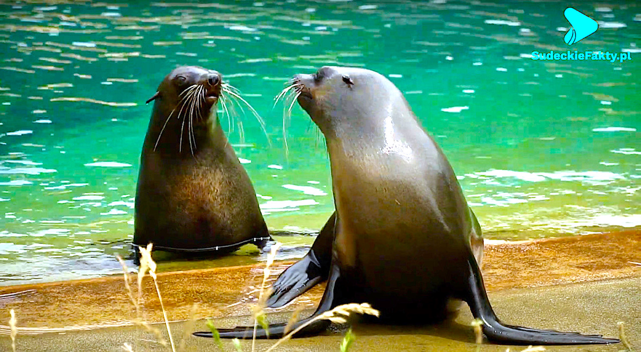 Bruno zawojował serca opiekunów i odwiedzających – wrocławskie ZOO ma nowego kotika [VIDEO]