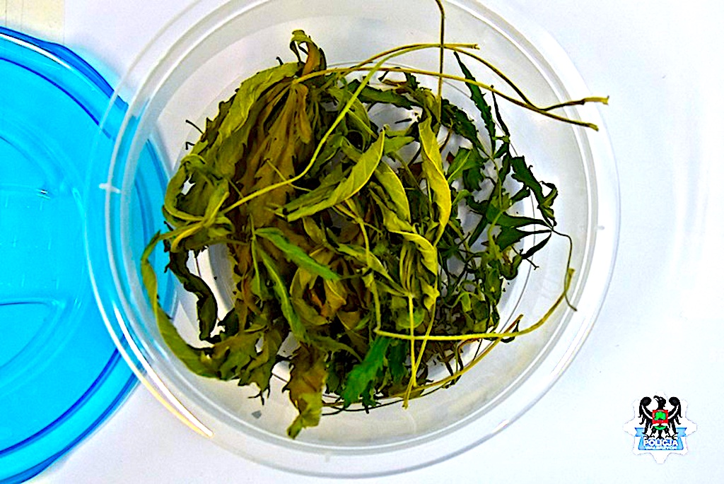 Jeden ukrył się w szafie, pozostali zatrzymani na ulicach miasta – w tle narkotyki