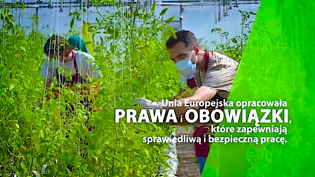 Interesujesz się pracą sezonową? Można ją podjąć w całej Unii Europejskiej [VIDEO]