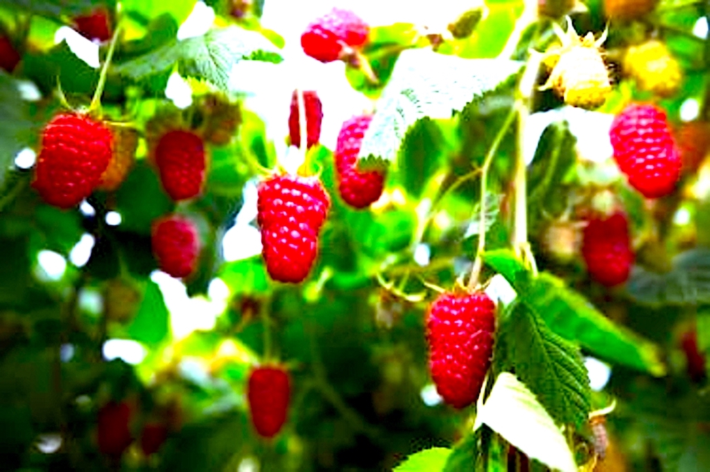 Maliny – nie zgadniesz, w jak wielu dolegliwościach mogą pomóc