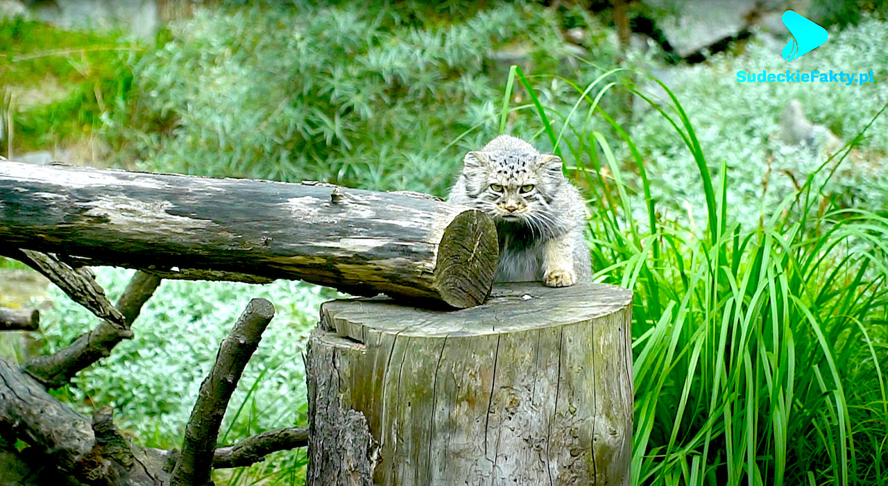 Miłe manule – wspinają się wysoko w górach i jednocześnie są tak kruche… [VIDEO]