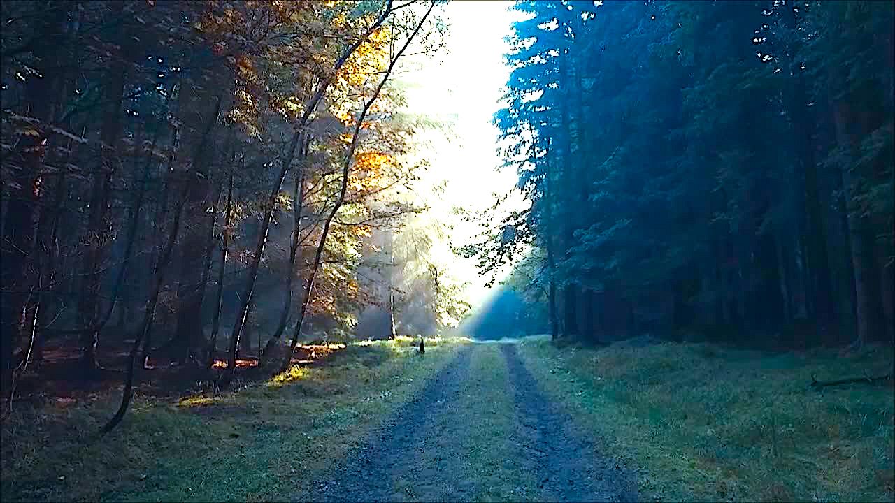 Na czterech łapach lub na czterech kołach – Park Narodowy Gór Stołowych ma ważne wiadomości dla posiadaczy psów i samochodów