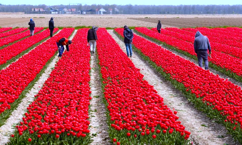 Praca sezonowa w Holandii – dowiedz się więcej z wiarygodnego źródła