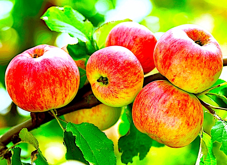 Skąd te rumieńce mam? – kilka słów o kolorze jabłek