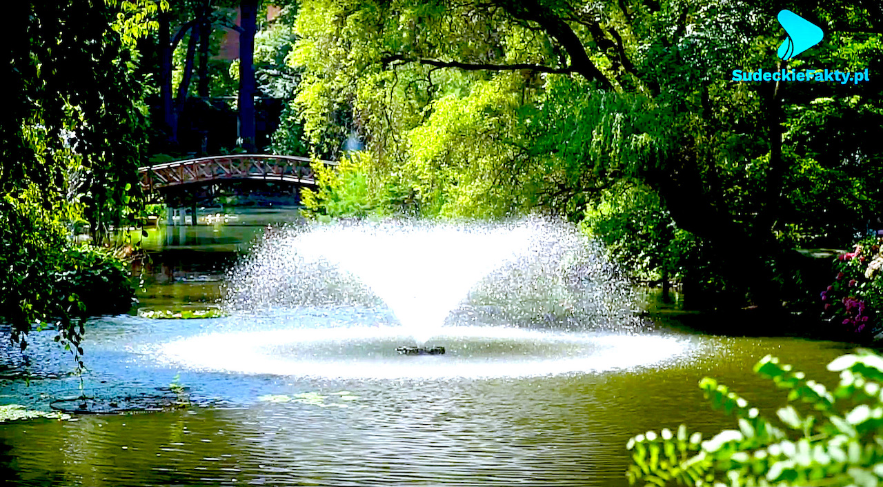 Urzekające piękno hortensji – przyjdź lub przyjedź na spacer po Ogrodzie Botanicznym [VIDEO]