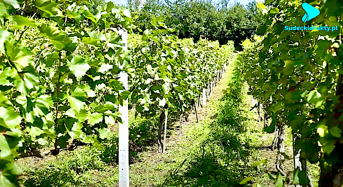 Wina, które polubisz od pierwszej kropli – ich unikalne smaki kreuje Winnica Świdnicka [VIDEO]