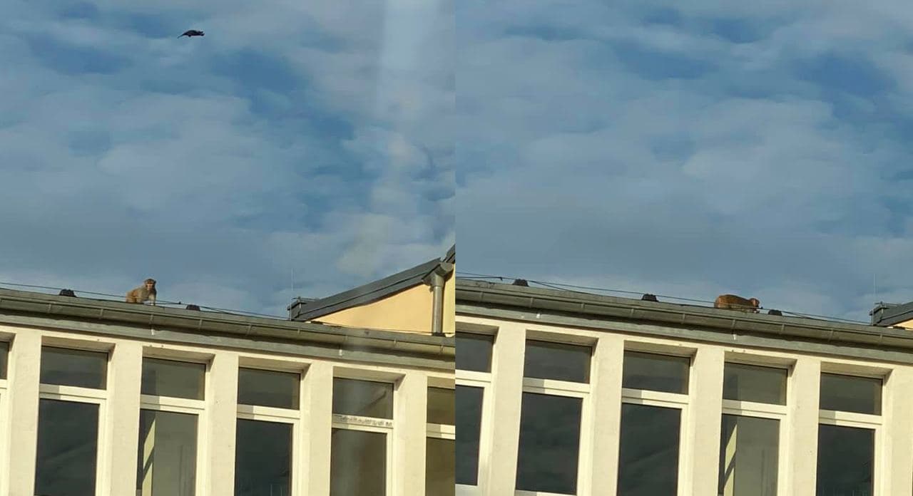 W Zgorzelcu kręcą nową wersję Tarzana?