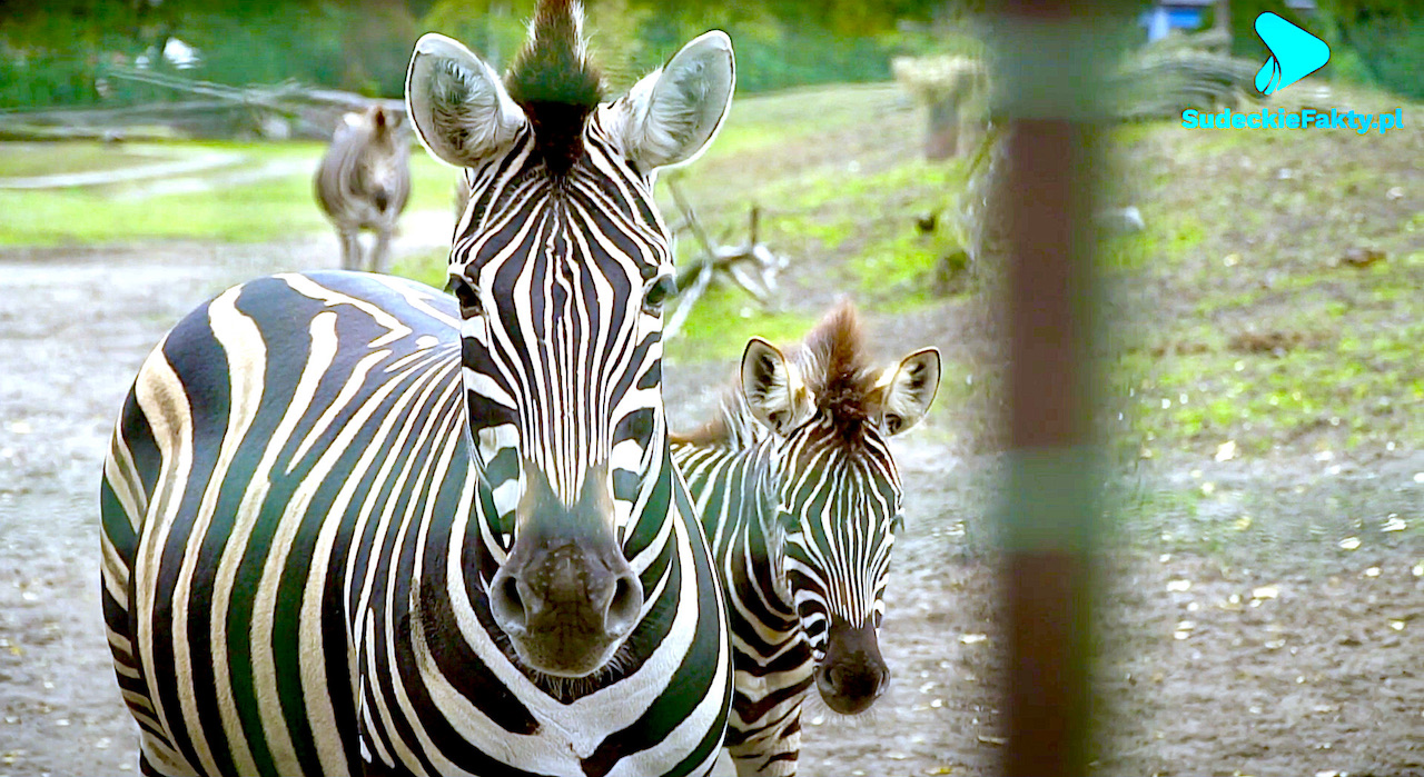 Nie tylko trzy przeurocze małe zebry – wybierz się na spacer do ZOO [VIDEO]