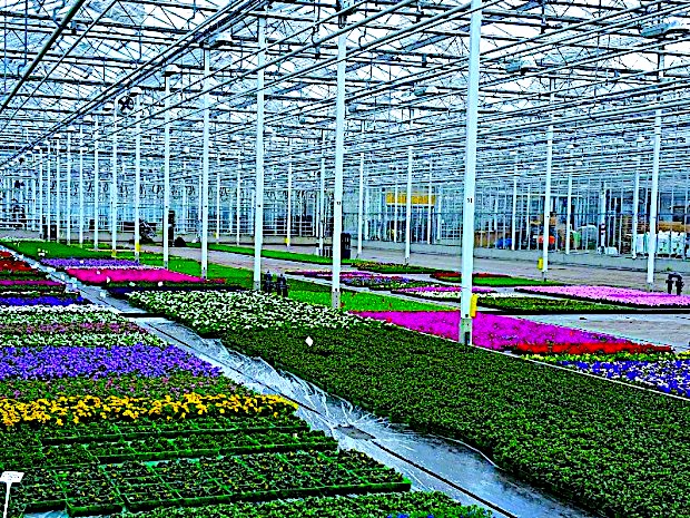 Praca sezonowa w Belgii – dowiedz się więcej o zasadach zatrudnienia