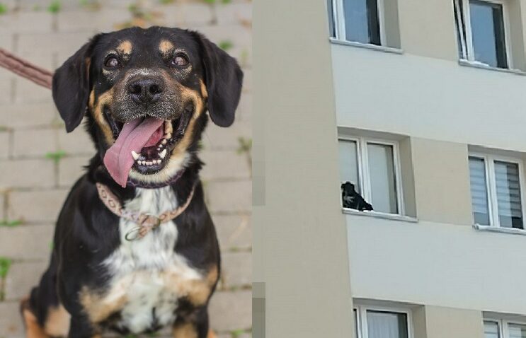 Suczka, którą zwyrodnialec wystawił przez okno na 9. piętrze, czeka na nowy dom