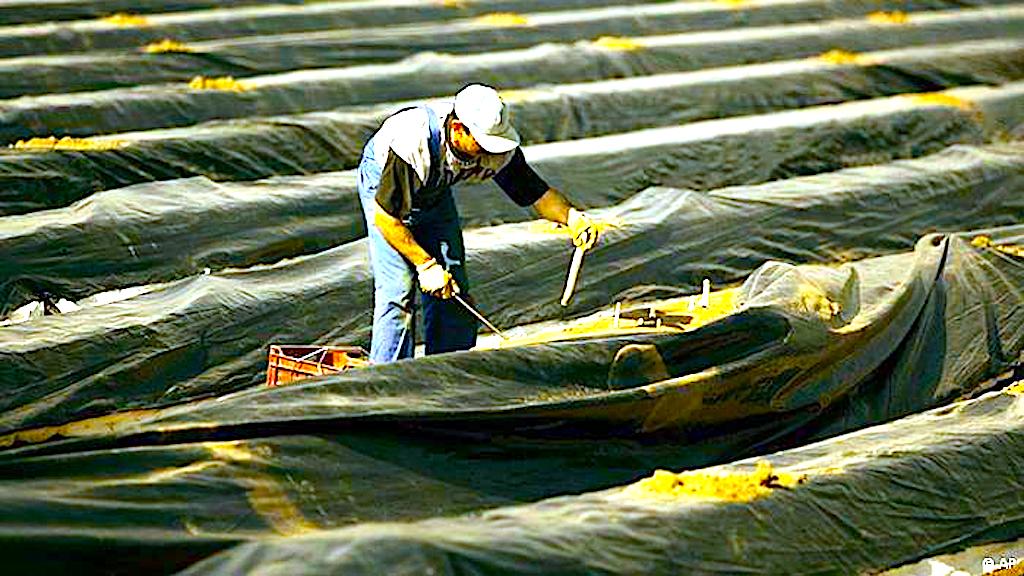 Interesujesz się pracą sezonową za granicą – skorzystaj z profesjonalnego doradztwa