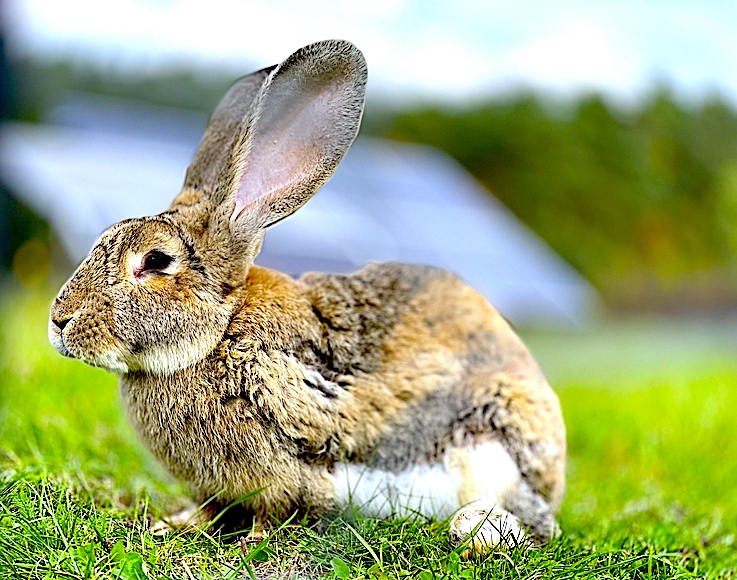 Lustra i króliki – rewolucja w technologii fotowoltaicznej