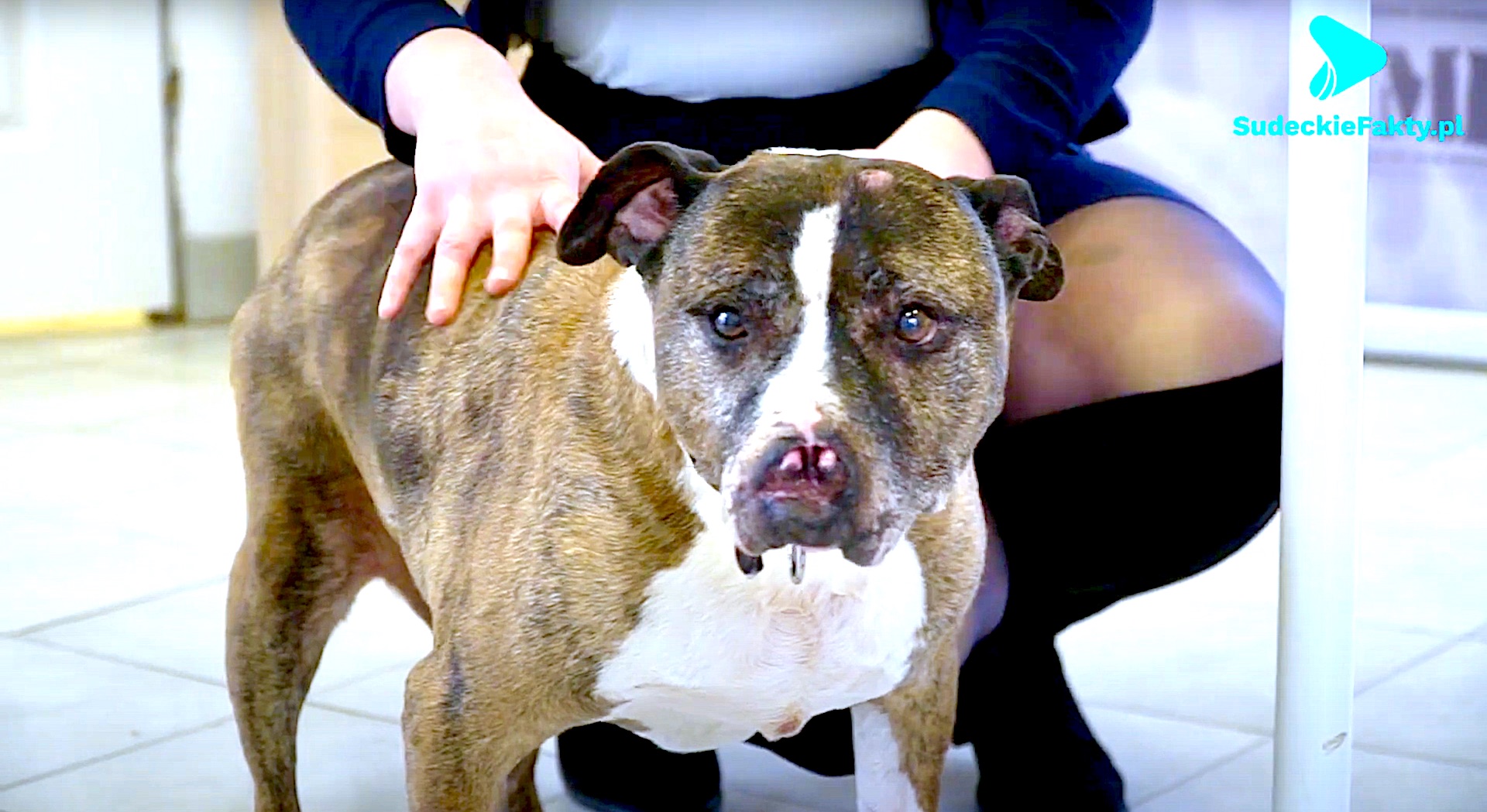 Nasi „bracia mniejsi” pod bezpiecznym dachem – schronisko w Świdnicy daje zwierzętom ciepło i bezpieczeństwo [VIDEO]