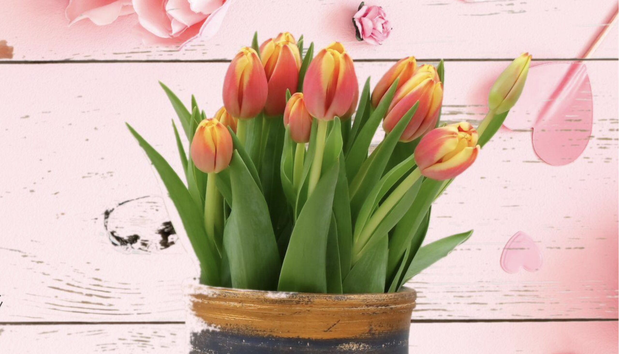 Drogie Panie – wszystkiego najlepszego!