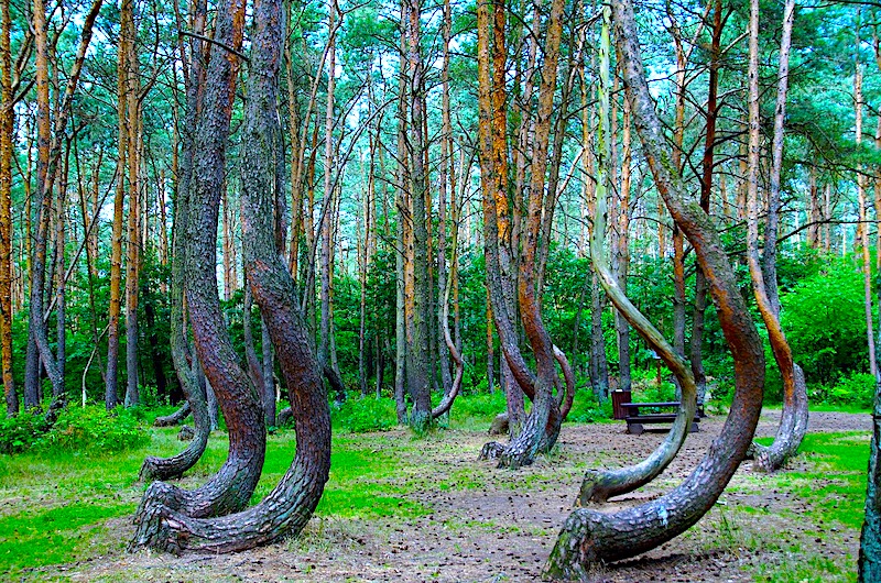 Shinrin-yoku – wykąp się lesie