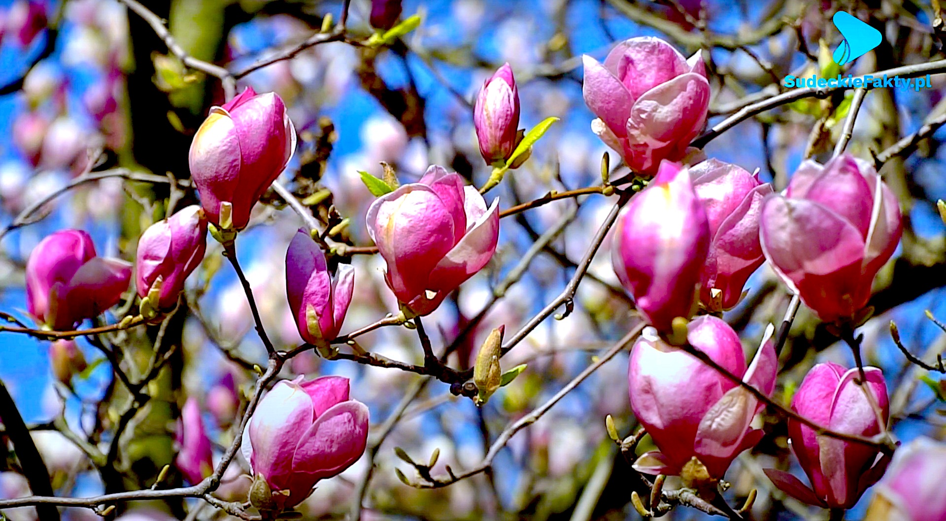 Piękny świąteczny poniedziałek – idealny czas na rodzinny spacer w Ogrodzie Botanicznym [VIDEO]