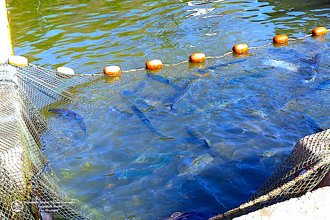 Wiosenne zarybianie dolnośląskich rzek – kolejna akcja tym razem w Ścinawce Średniej