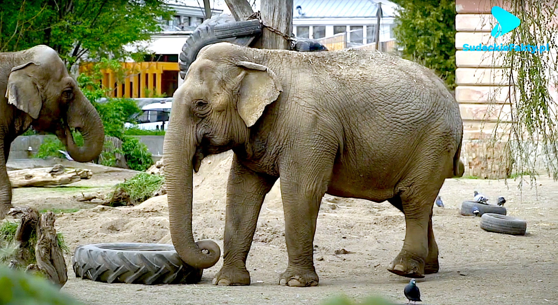 „Baby boom” we wrocławskim ZOO – zobacz to w 90 sekund [VIDEO]