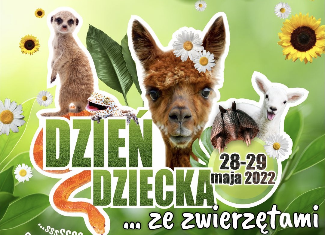 Czy alpaki zaprzyjaźnią się z surykatkami i pancernikiem? – Minieuroland szykuje niespodziankę na Dzień Dziecka