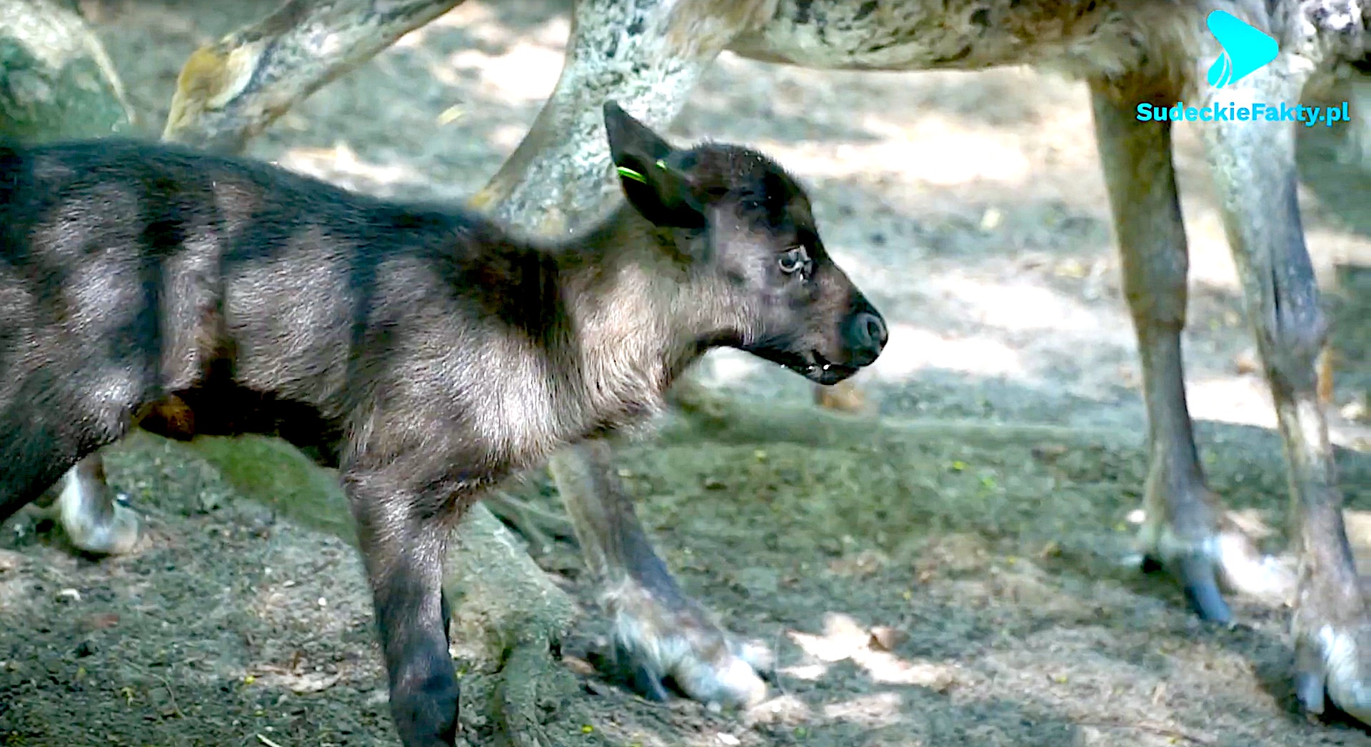Dwa malutkie reniferki – poznaj je w ZOO Wrocław [VIDEO]