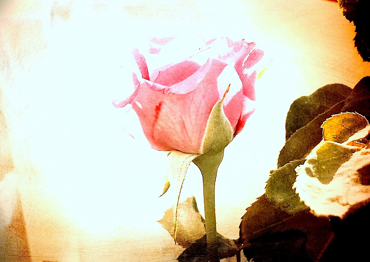 Dziękujemy każdej Mamie!