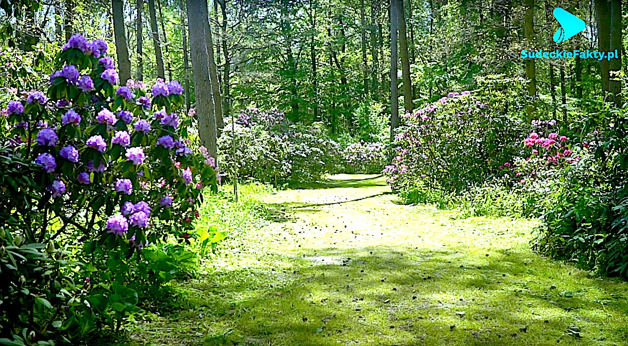 Niepowtarzalne i nieprzebrane bogactwo przyrody – zobaczysz w Arboretum Leśnym [VIDEO]