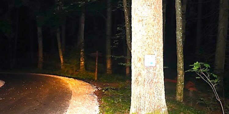 Dziecko na leśnej drodze i seniorka w domu – nieostrożność może być powodem poważnych problemów