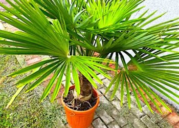 Palma mu odbiła i to bardzo – powroty „spod palm” niech będą bezpieczne