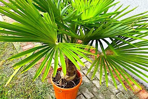 Palma mu odbiła i to bardzo – powroty „spod palm” niech będą bezpieczne